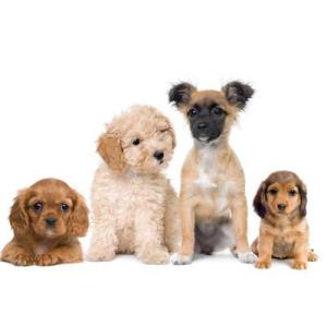 Puppies. Best things on earth.